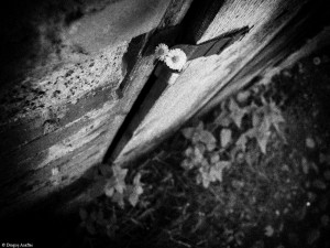 Limite ale libertății