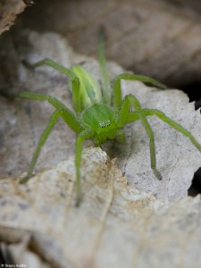 Păianjen 7 - Nikon D7000 + 85 Macro - 1/400s, f/14, ISO 2000