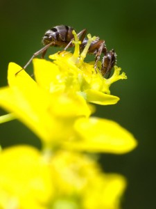 Povestea unor furnici II