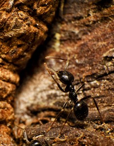 Povestea unor furnici