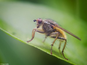 Macro 2 - Nikon D7000 + 50 1.8 - 1/250s, f/8, ISO 800