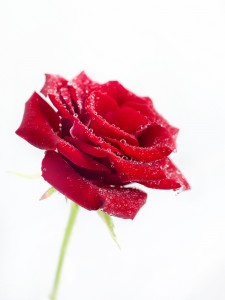 Trandafirul, eternitatea feminității