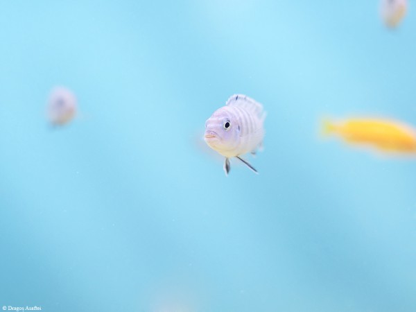 Rezumatul verii, fotografii macro