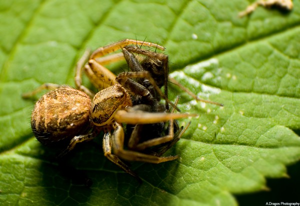 20 de fotografii cu păianjeni