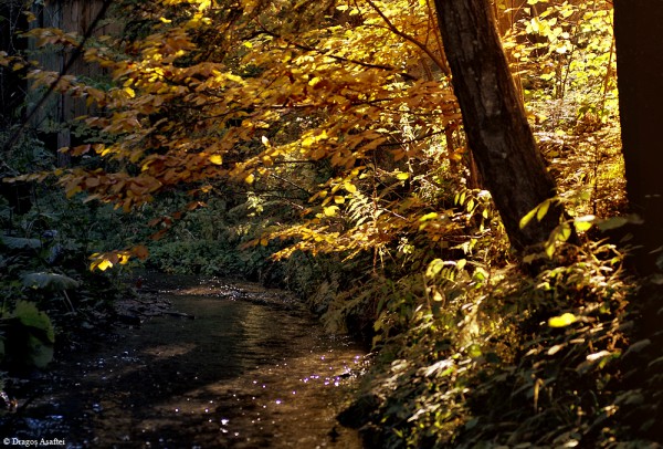 Culorile toamnei la Sâmbăta de Sus