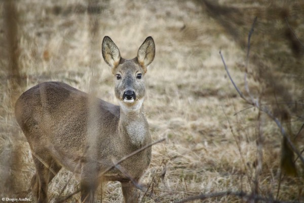 Portret al unor căprioare