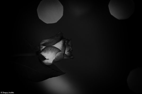 Trandafir în lumina nopți