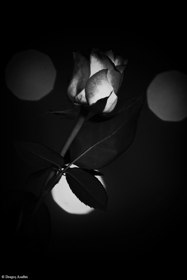 Trandafir în lumina nopți