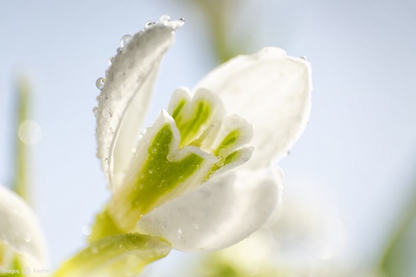 Ghioceii, simbol al primăverii