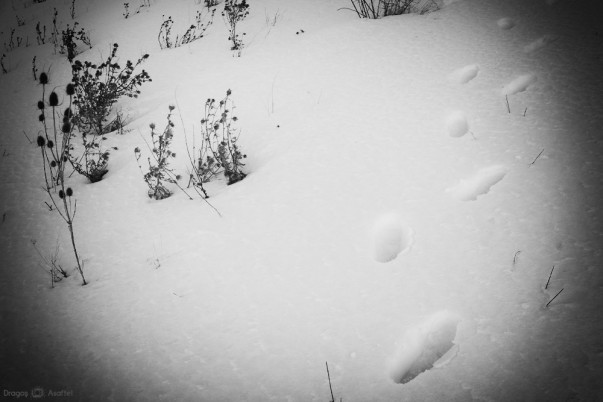Urme în iarnă