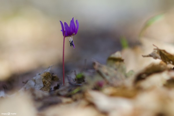 Viață la umbra copacilor din pădure - Măseaua ciutei