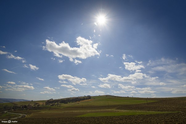 Viață la umbra copacilor din pădure
