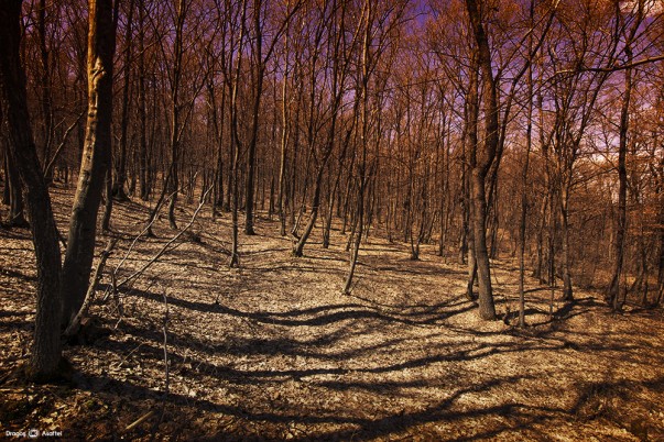 Viață la umbra copacilor din pădure