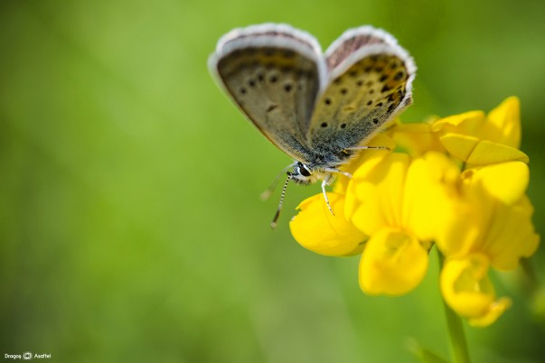 Un motiv să zâmbim