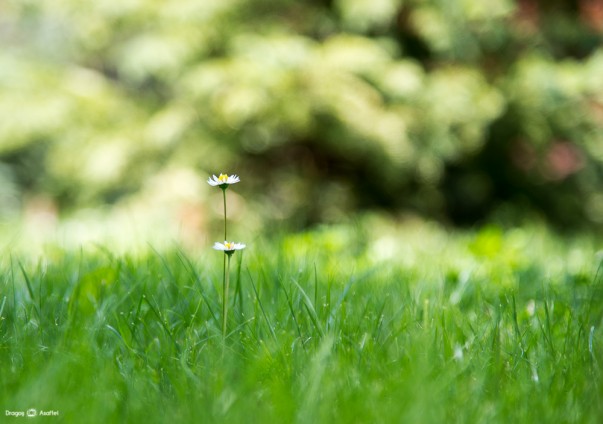 Nikon D4 - 24-120 - f/4, 1/250s, ISO 100