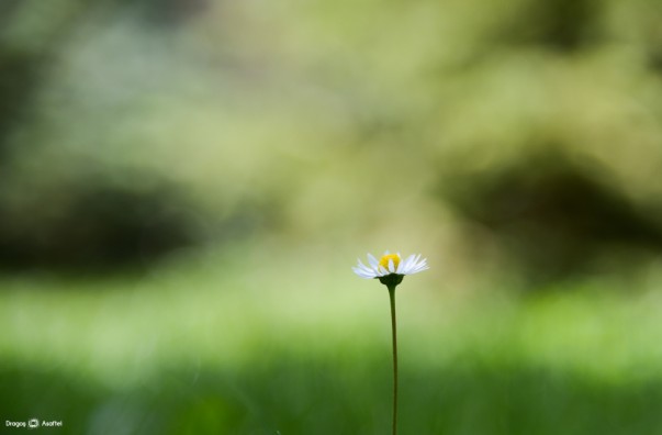 Nikon D4 - 24-120 - f/4, 1/250s, ISO 100