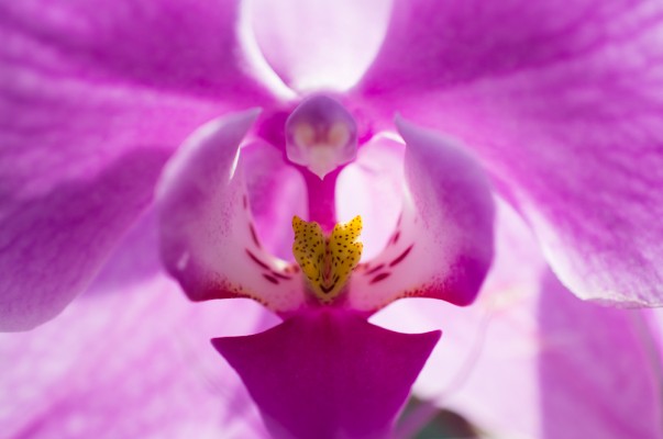 Close-up cu Nikon D4 - 1/2000s, f/4, ISO 320