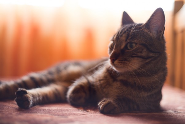 Fotografii cu Nikon D4 - 1/80s, f/1.8, ISO 1250