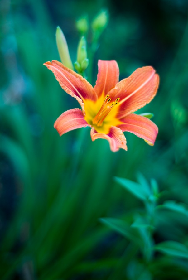 Close-up cu Nikon D4 - 1/400s, f/1.8, ISO 400