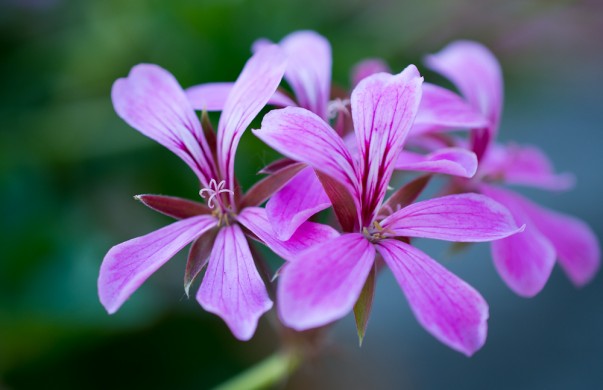 Close-up cu Nikon D4 - 1/200s, f/3.2, ISO 250