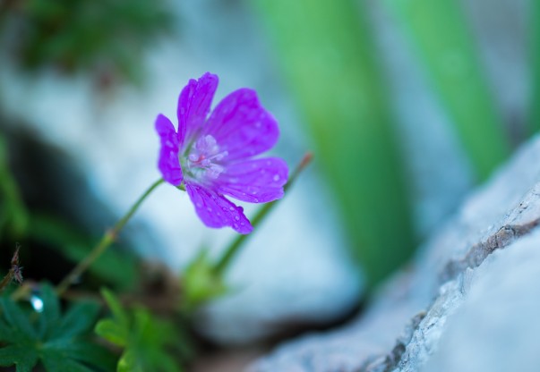 Close-up cu Nikon D4 - 1/200s, f/3.2, ISO 250