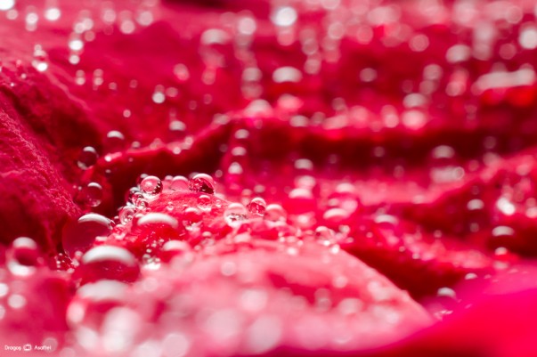 sunt-atat-de-multe-sperante-04