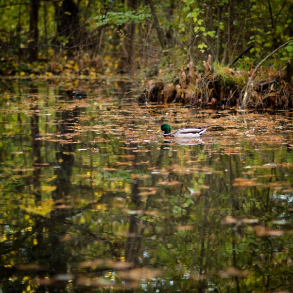 Poveste prin fotografie
