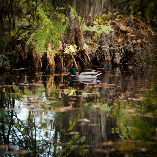 Poveste prin fotografie