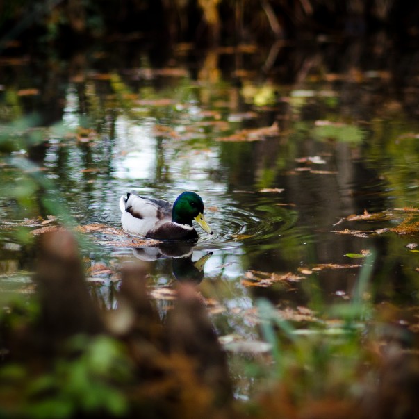 Poveste prin fotografie