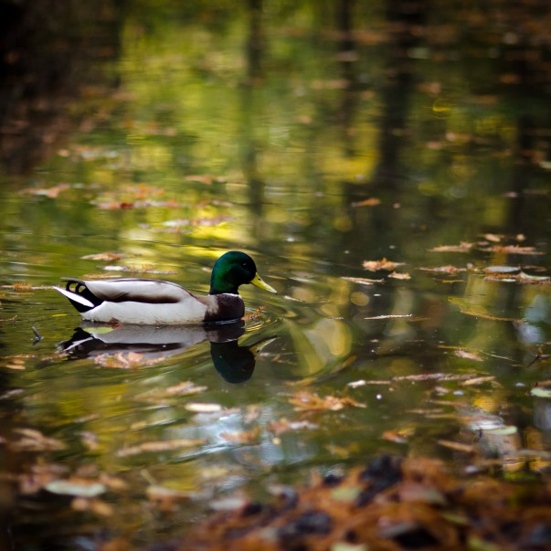 Poveste prin fotografie