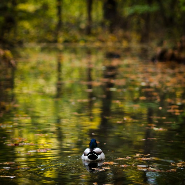 Poveste prin fotografie