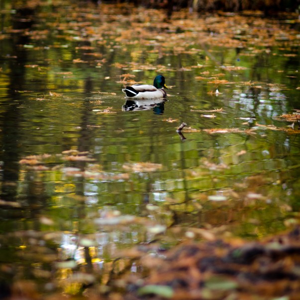 Poveste prin fotografie
