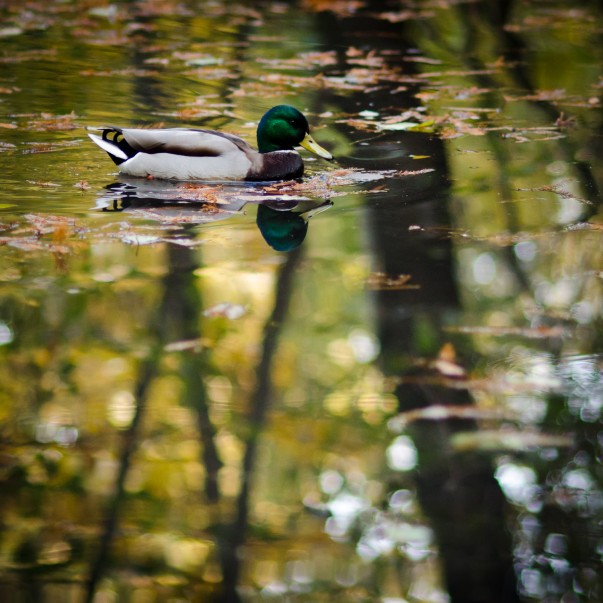 Poveste prin fotografie