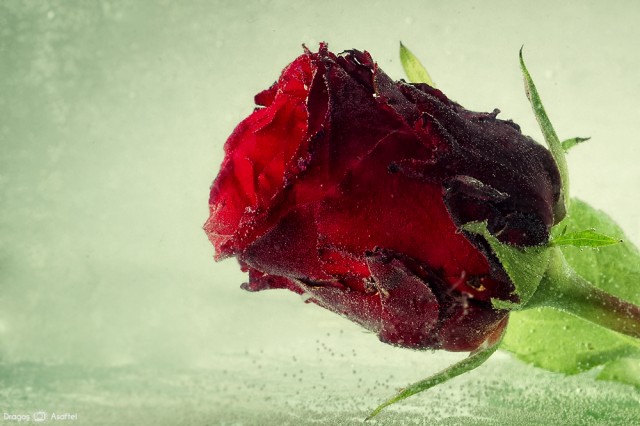 Nu ai nevoie de un pretext ca să dăruiești o floare! Nu ai nevoie de un pretext ca să dăruiești o floare!