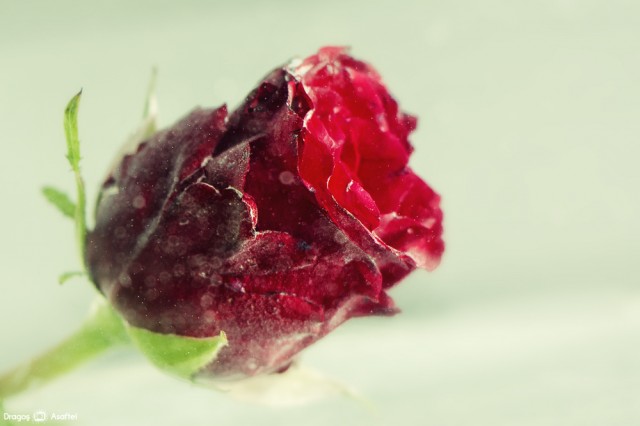 Nu ai nevoie de un pretext ca să dăruiești o floare! Nu ai nevoie de un pretext ca să dăruiești o floare!