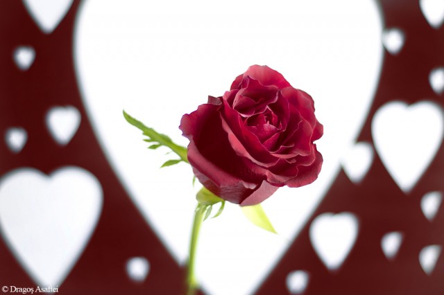 Nu ai nevoie de un pretext ca să dăruiești o floare! Nu ai nevoie de un pretext ca să dăruiești o floare!