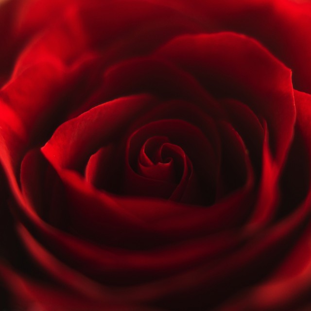 Nu ai nevoie de un pretext ca să dăruiești o floare! Nu ai nevoie de un pretext ca să dăruiești o floare!