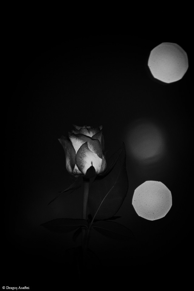 Nu ai nevoie de un pretext ca să dăruiești o floare! Nu ai nevoie de un pretext ca să dăruiești o floare!