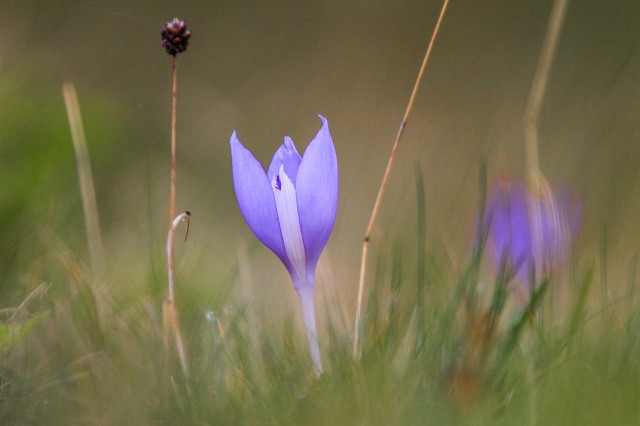 Plaiul Foii - Piatra-Craiului