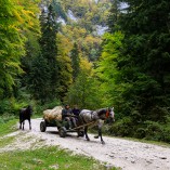 Cheile Zăneștiului - Piatra-Craiului