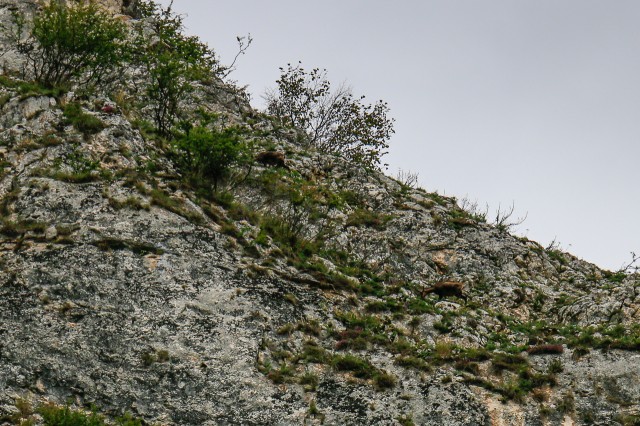 Capre Negre - Cheile Zăneștiului - Piatra-Craiului