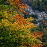 Cheile Zăneștiului - Piatra-Craiului