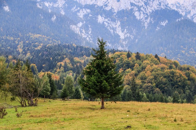 Plaiul Foii - Piatra-Craiului
