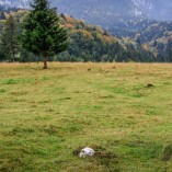 Plaiul Foii - Piatra-Craiului