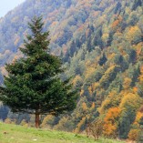 Plaiul Foii - Piatra-Craiului