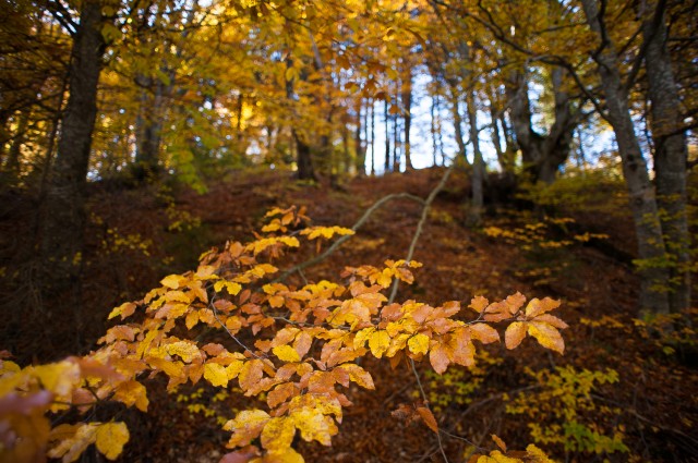 Peisajele și culorile toamnei în fotografii Peisajele și culorile toamnei în fotografii