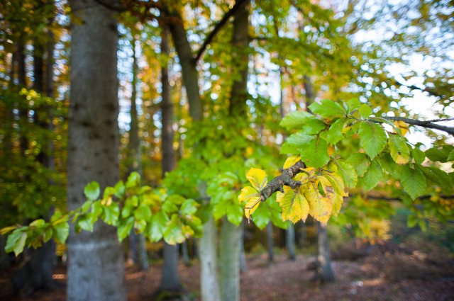 Peisajele și culorile toamnei în fotografii Peisajele și culorile toamnei în fotografii
