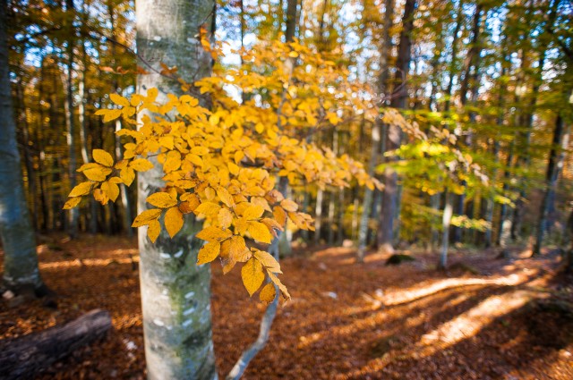 Peisajele și culorile toamnei în fotografii Peisajele și culorile toamnei în fotografii