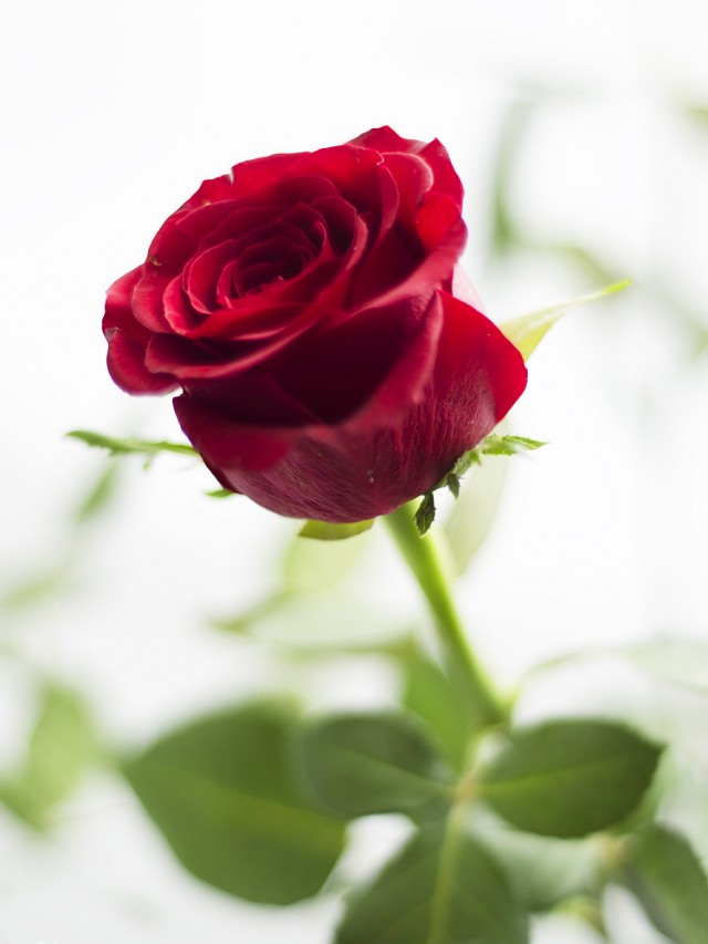 trandafirul-simbol-al-iubirii-3