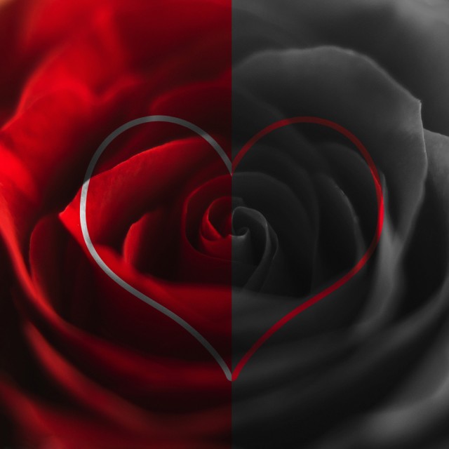 trandafir-meci-de-box